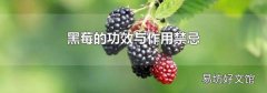 黑莓的功效與作用禁忌