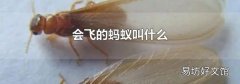 會飛的螞蟻叫什么