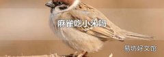 麻雀吃小米嗎