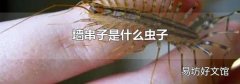 墻串子是什么蟲子