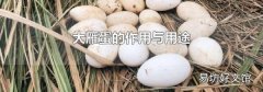大雁蛋的作用與用途
