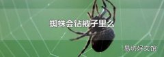 蜘蛛會鉆被子里么