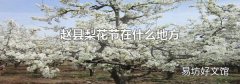 趙縣梨花節在什么地方