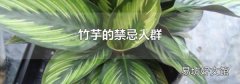 竹芋的禁忌人群
