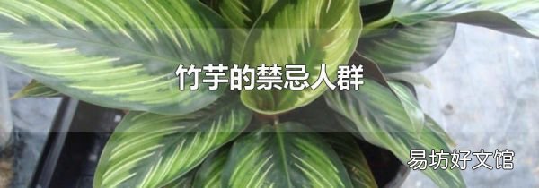竹芋的禁忌人群