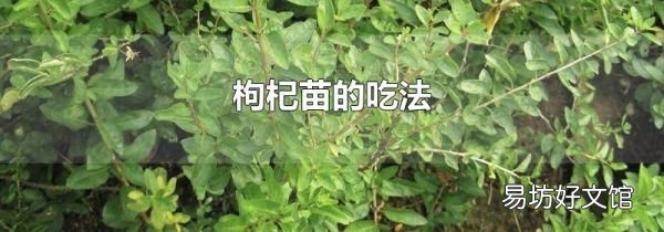 枸杞苗的吃法