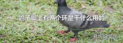 鴿子腳上有兩個環是干什么用的