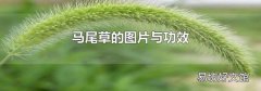 馬尾草的圖片與功效
