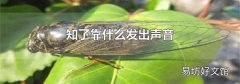 知了靠什么发出声音