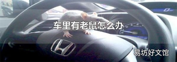 車里有老鼠怎么辦