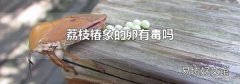 荔枝椿象的卵有毒嗎