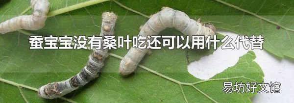 蠶寶寶沒有桑葉吃還可以用什么代替