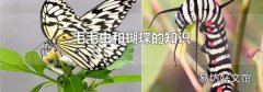 毛毛蟲和蝴蝶的知識
