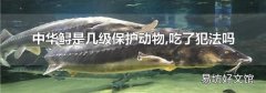 中華鱘是幾級保護動物,吃了犯法嗎