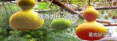 葫蘆為什么會苦