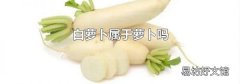 白蘿卜屬于蘿卜嗎