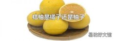 桔柚是橘子还是柚子