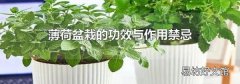 薄荷盆栽的功效與作用禁忌