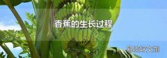 香蕉的生長過程