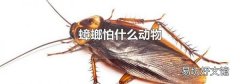 蟑螂怕什么動物