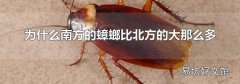 为什么南方的蟑螂比北方的大那么多