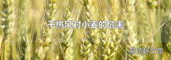 干熱風對小麥的危害