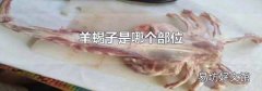 羊蝎子是哪個部位