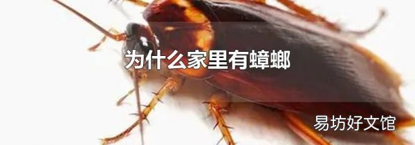 為什么家里有蟑螂