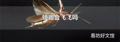 蟑螂會飛飛嗎