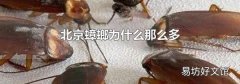 北京蟑螂為什么那么多