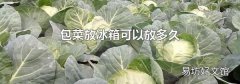 包菜放冰箱可以放多久