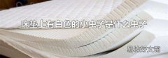 床垫上有白色的小虫子是什么虫子