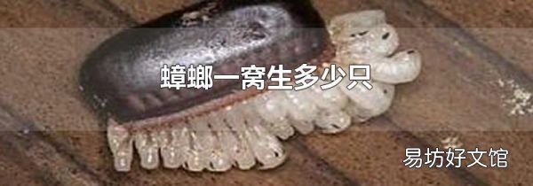 蟑螂一窩生多少只