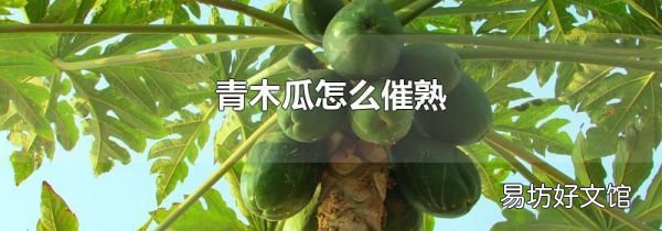 青木瓜怎么催熟