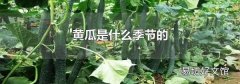 黃瓜是什么季節的