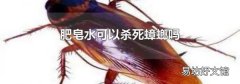 肥皂水可以殺死蟑螂嗎