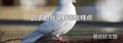 鴿子的骨頭有哪些特點