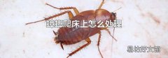 蟑螂爬床上怎么處理