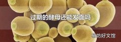 過期的酵母還能發面嗎