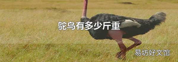 鴕鳥有多少斤重