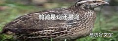 鵪鶉是雞還是鳥