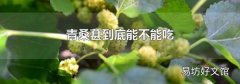 青桑葚到底能不能吃