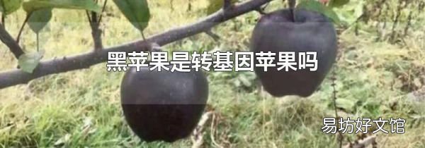 黑蘋(píng)果是轉(zhuǎn)基因蘋(píng)果嗎