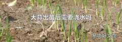 大蒜出苗后需要澆水嗎