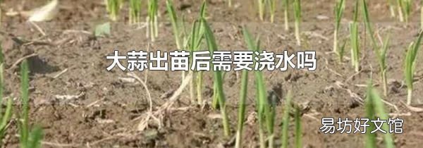 大蒜出苗后需要澆水嗎
