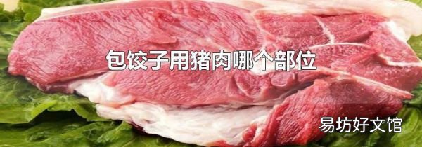 包饺子用猪肉哪个部位