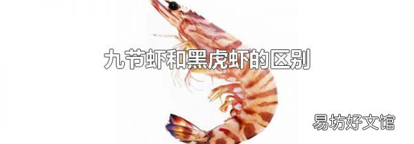 九节虾和黑虎虾的区别