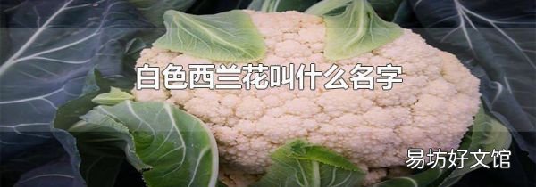白色西蘭花叫什么名字