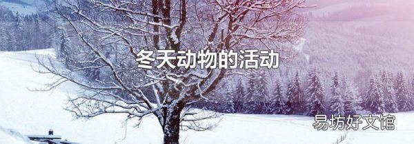 冬天動物的活動