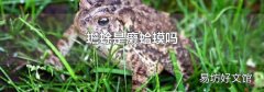 蟾蜍是癞蛤蟆吗